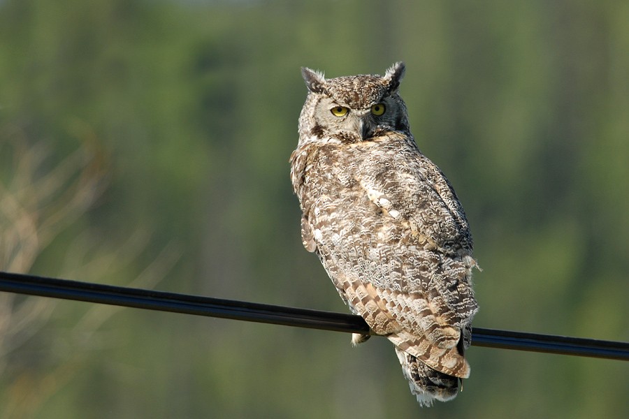 Great Horned Owl - ML80572291
