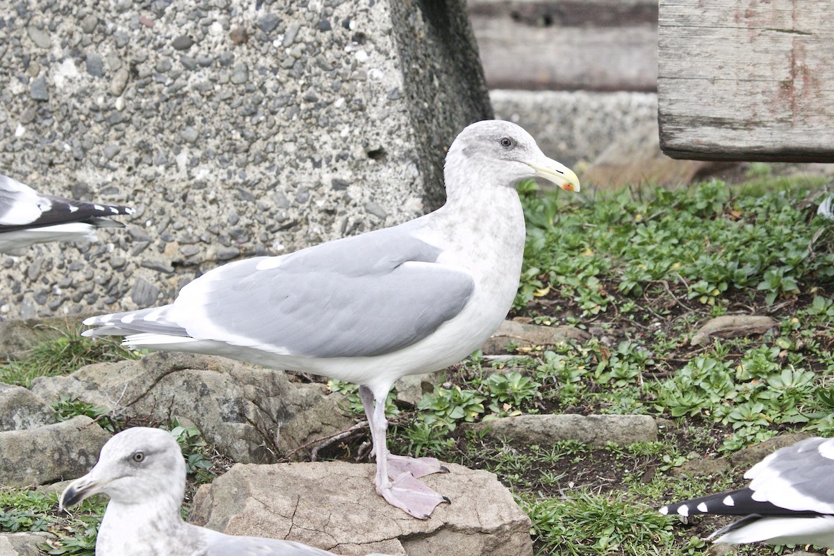 Glaucous-winged Gull - Dave Bengston