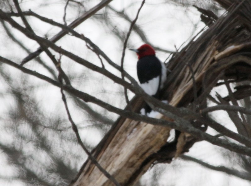 Red-headed Woodpecker - ML80573221