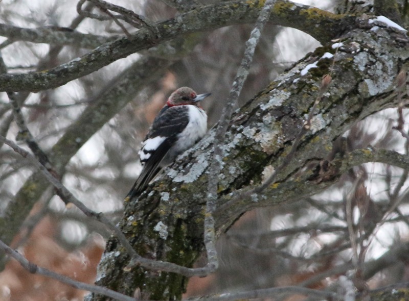 Red-headed Woodpecker - ML80573231