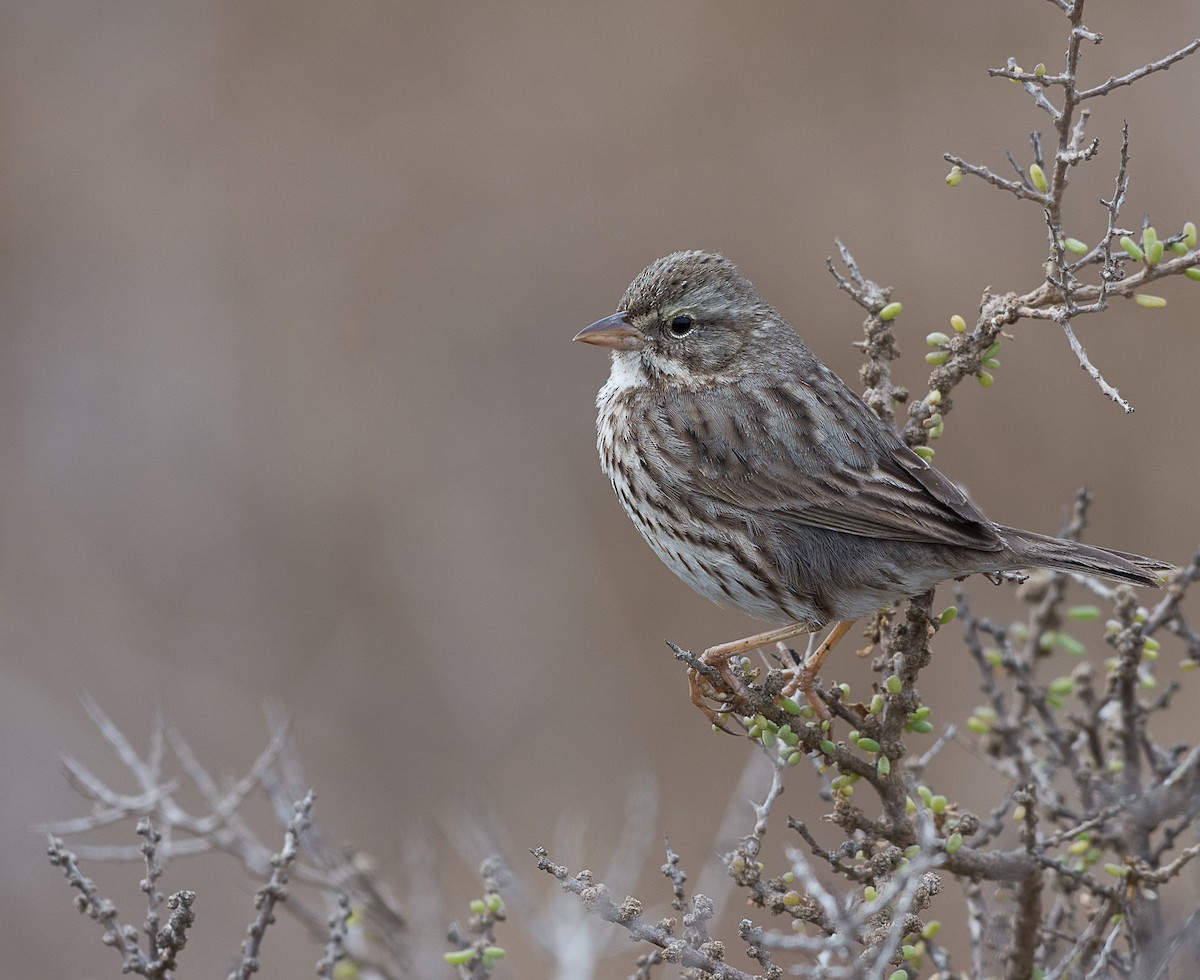 Savannah Sparrow (Large-billed) - Jordan Satler