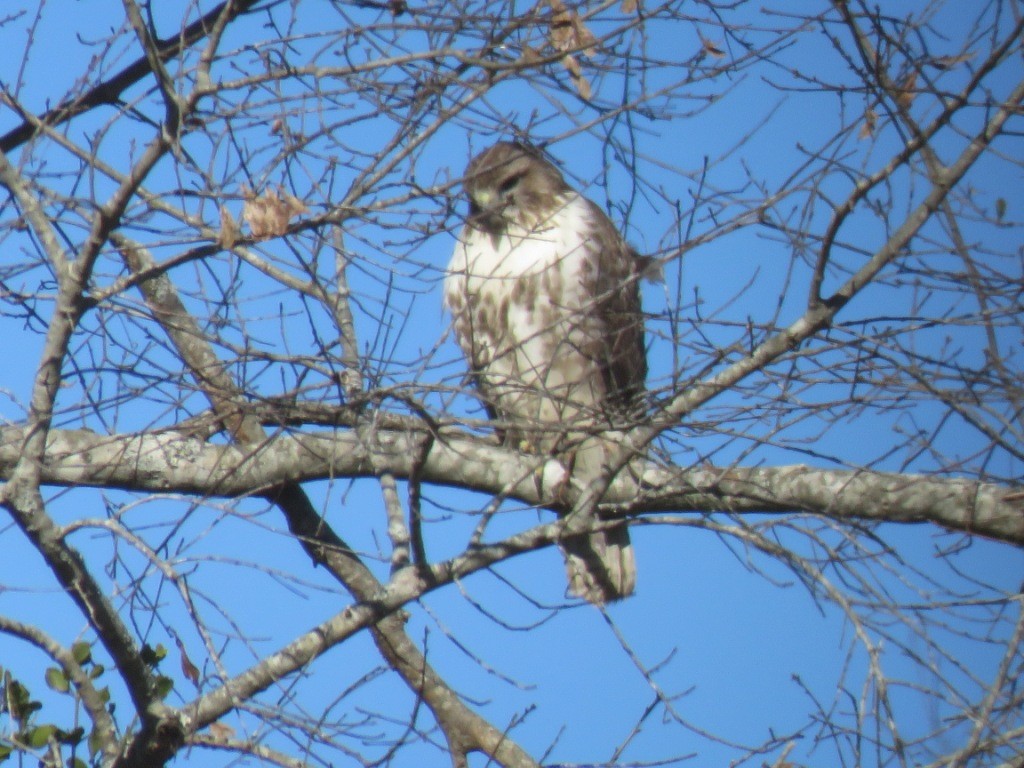 Red-tailed Hawk - Judy and Don Self