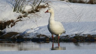 Snow Goose, ML80575701
