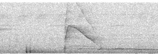 Gözlüklü Hokko (fasciolata/grayi) - ML80579