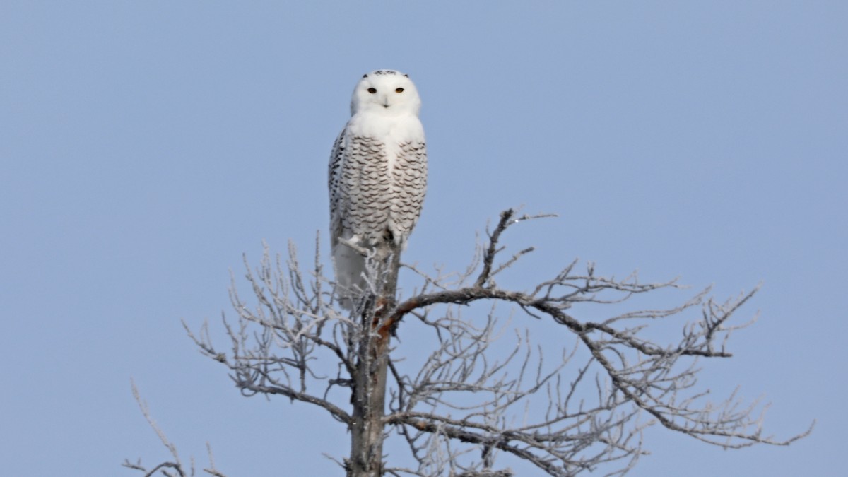 Snowy Owl - ML80581611