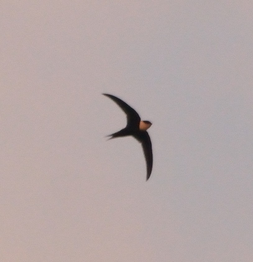 Lesser Swallow-tailed Swift - Orlando Jarquín