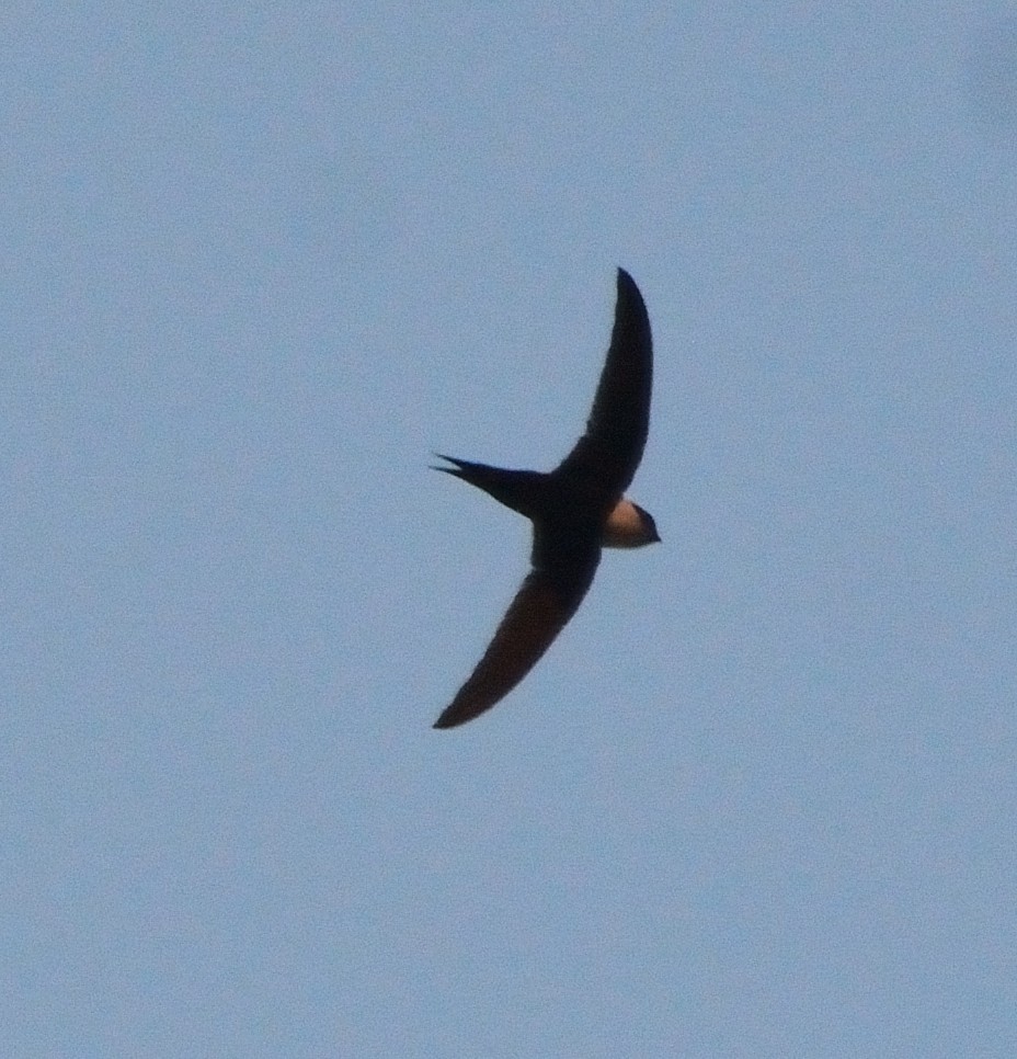 Lesser Swallow-tailed Swift - Orlando Jarquín