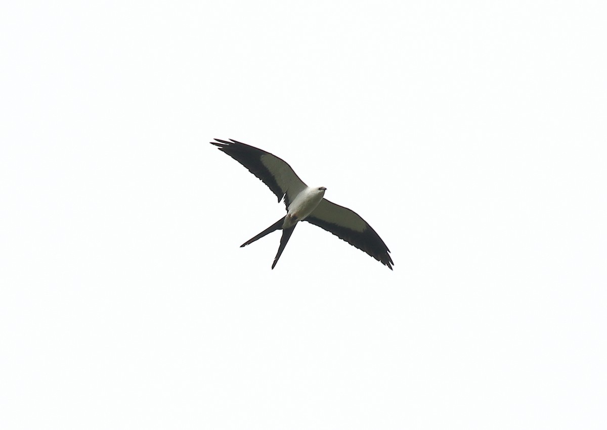 Swallow-tailed Kite - ML80582141