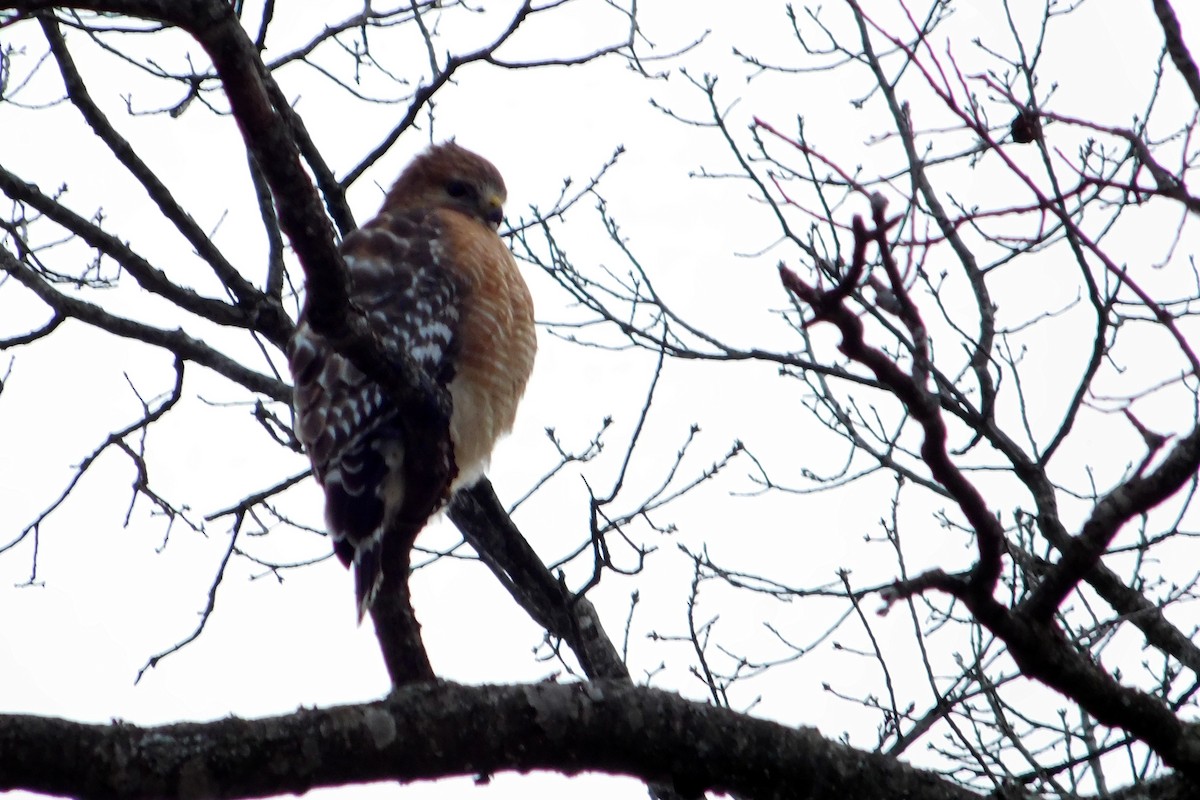 Red-shouldered Hawk - Colin Sumrall