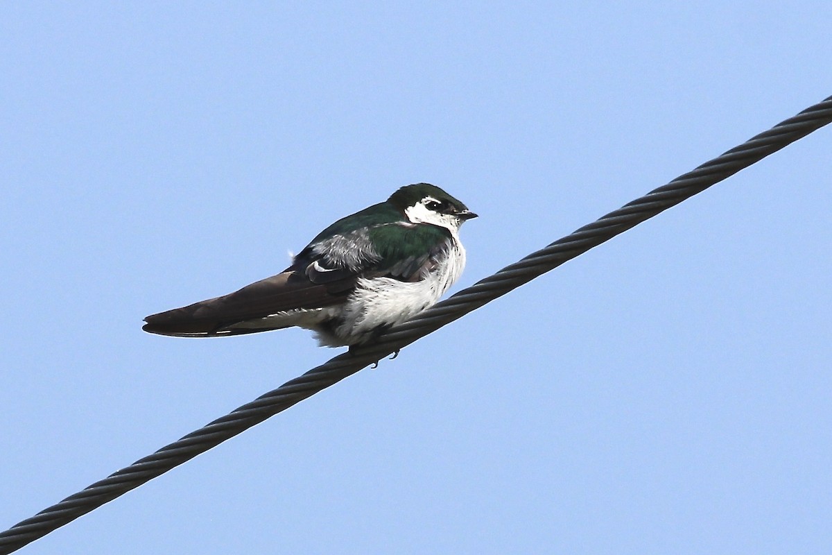 Violet-green Swallow - Benjamin Hack