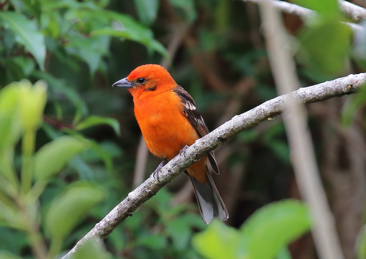 Flame-colored Tanager - ML80588221