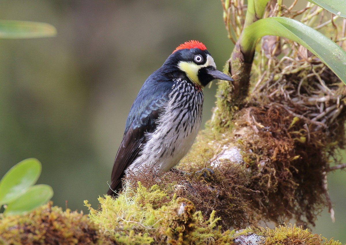 Acorn Woodpecker - Doug Beach