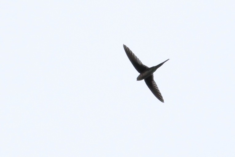 Fork-tailed Palm Swift - ML80591341