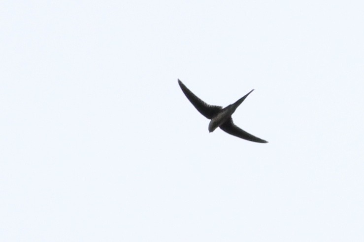Fork-tailed Palm Swift - ML80591351