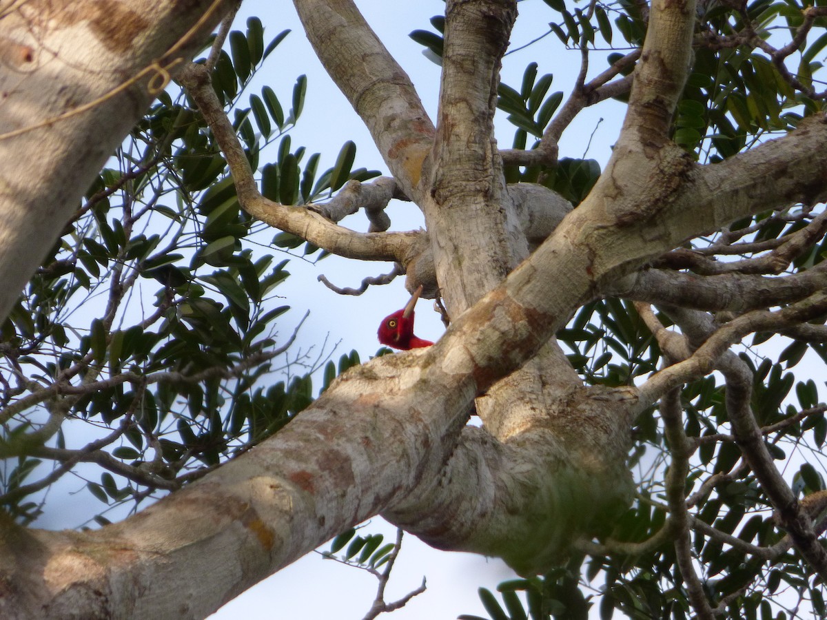 Robust Woodpecker - Bill Crins