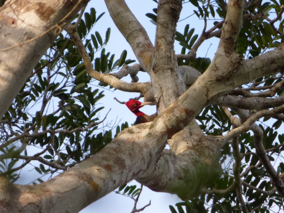 Robust Woodpecker - Bill Crins