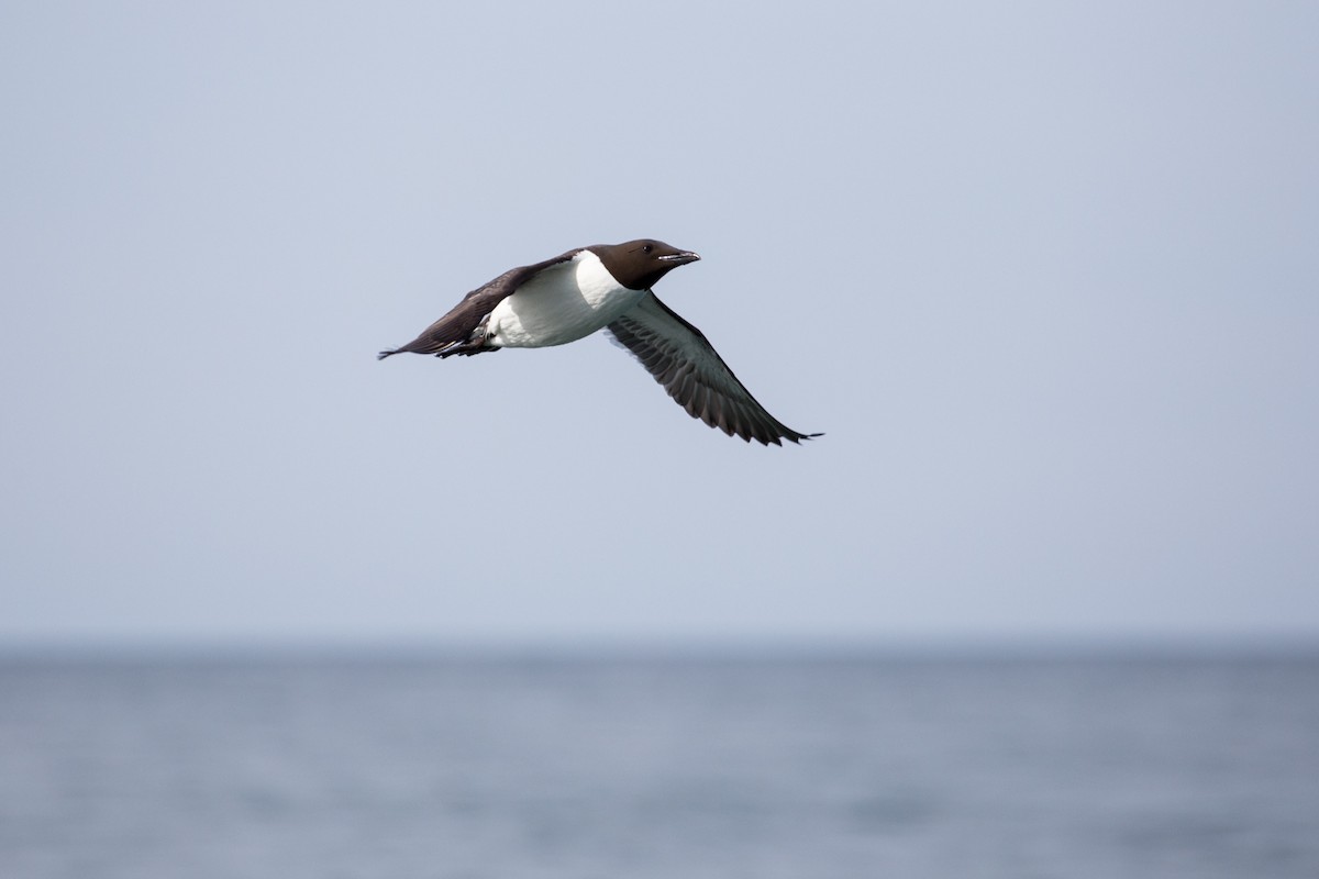Thick-billed Murre - ML80592771