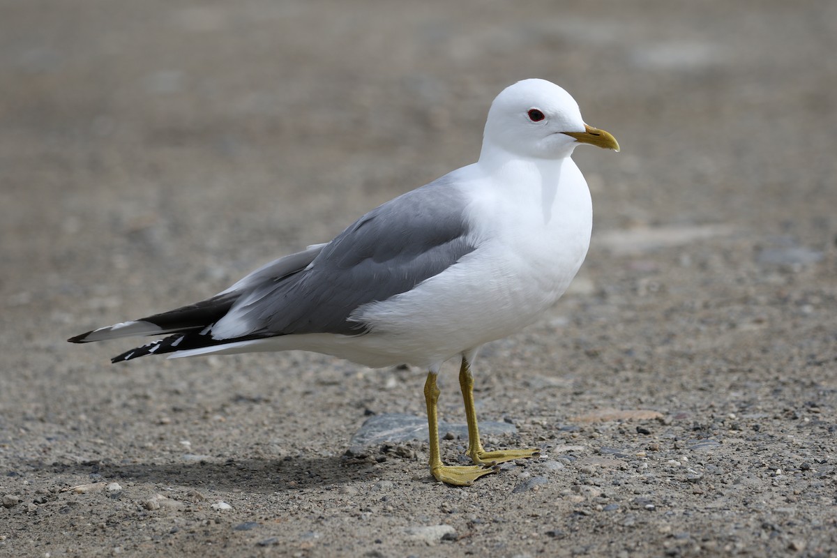 Short-billed Gull - Cameron Eckert