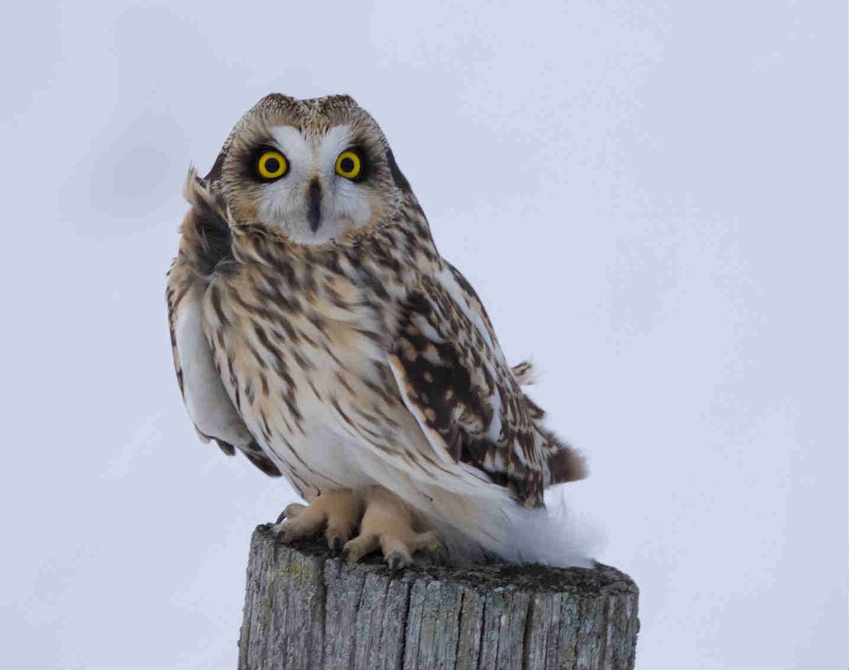 Short-eared Owl - ML80595481
