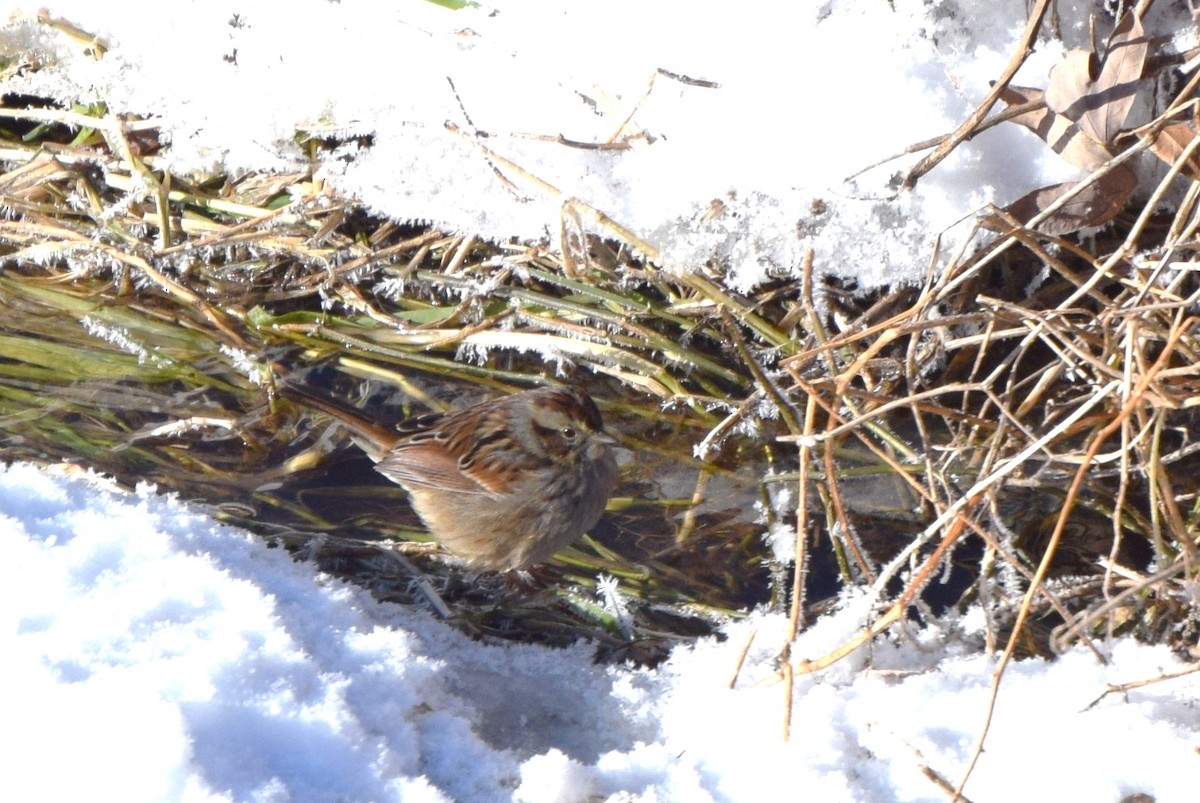 Swamp Sparrow - irina shulgina