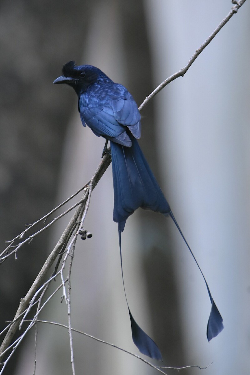 Greater Racket-tailed Drongo - ML80596691