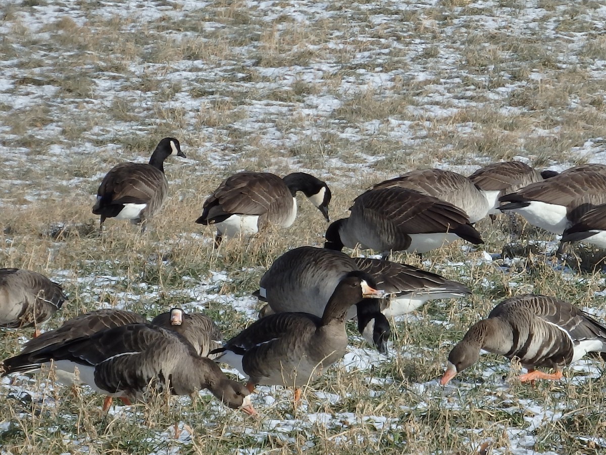 Greater White-fronted Goose - ML80597571