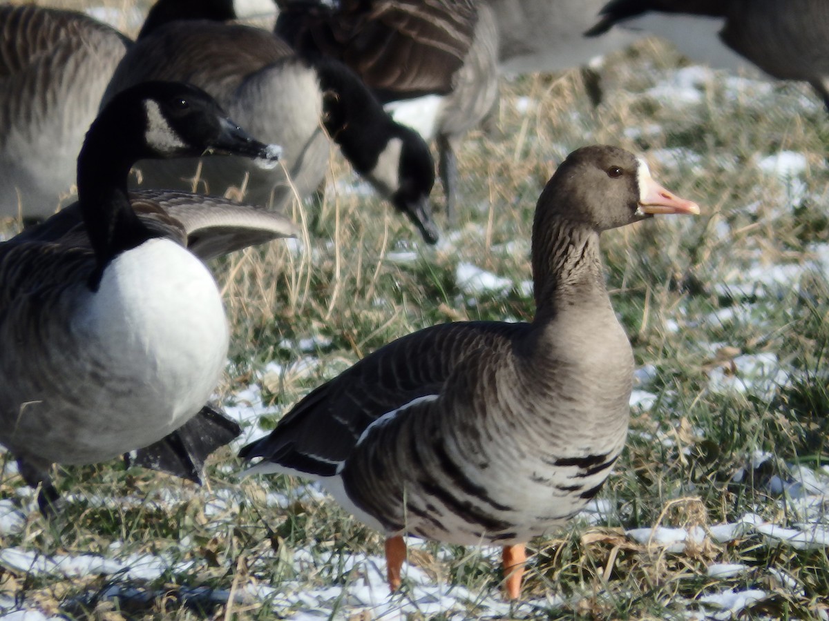 Greater White-fronted Goose - ML80597581