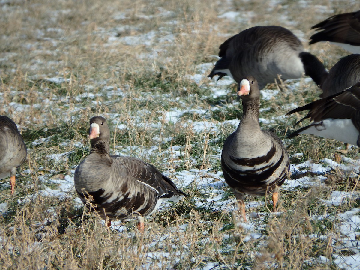 Greater White-fronted Goose - ML80597591