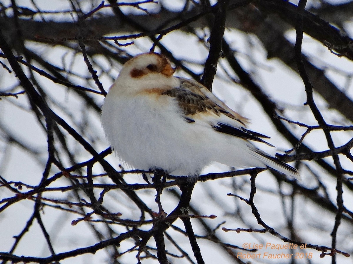 Snow Bunting - Lise Paquette  Robert Faucher