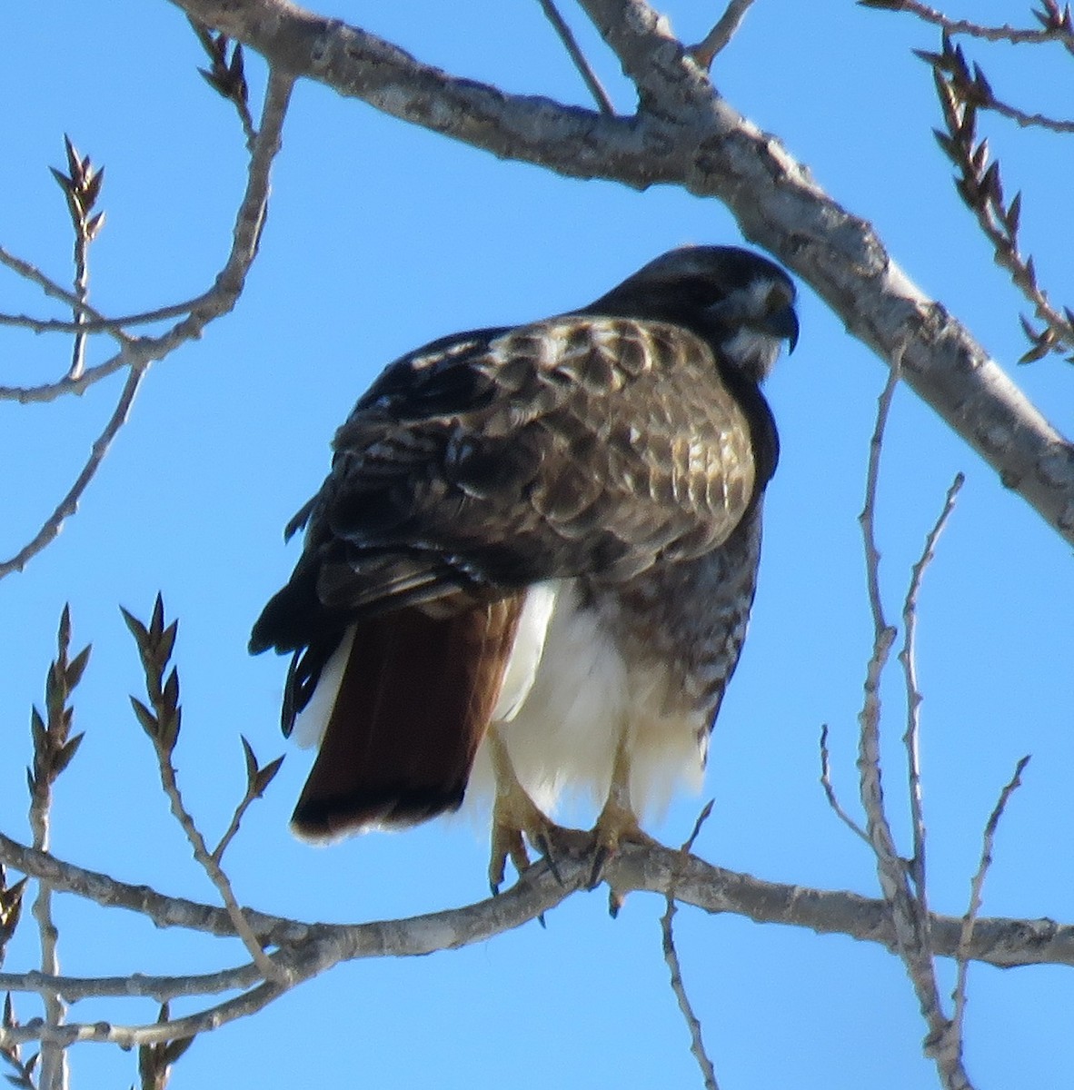 Red-tailed Hawk - ML80601541