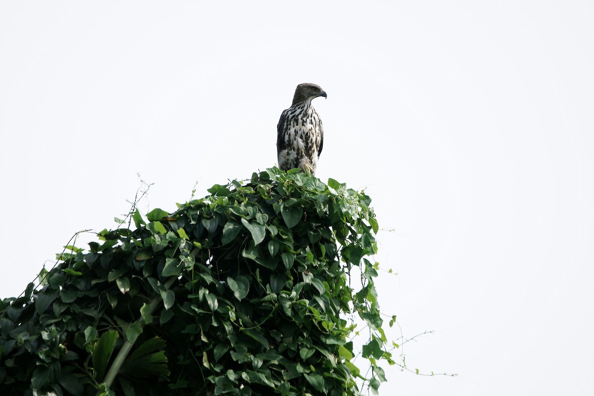 Changeable Hawk-Eagle (Changeable) - Kian Guan Tay