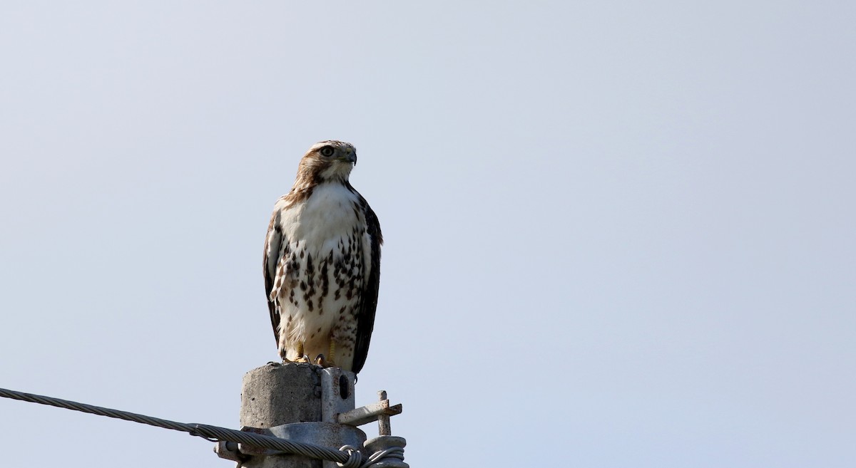 Red-tailed Hawk - ML80602561