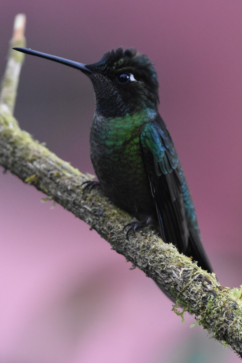 Talamanca Hummingbird - Ethan Lai