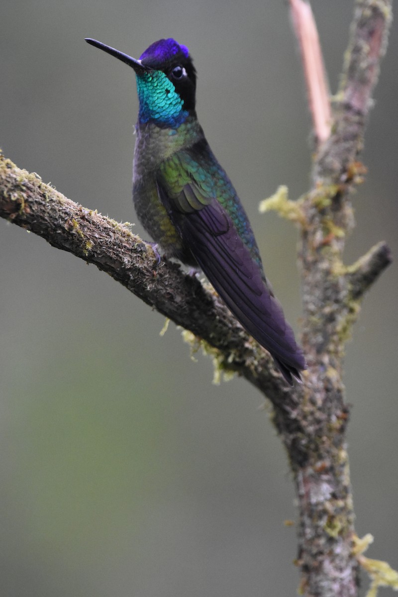 Talamanca Hummingbird - Ethan Lai