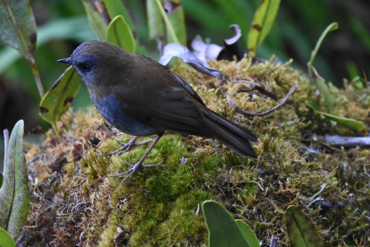 Black-billed Nightingale-Thrush - ML80603421