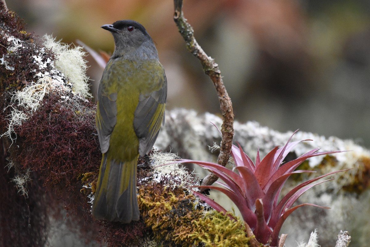 Black-and-yellow Silky-flycatcher - ML80603511