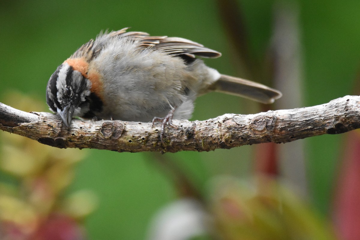 Rufous-collared Sparrow - Ethan Lai