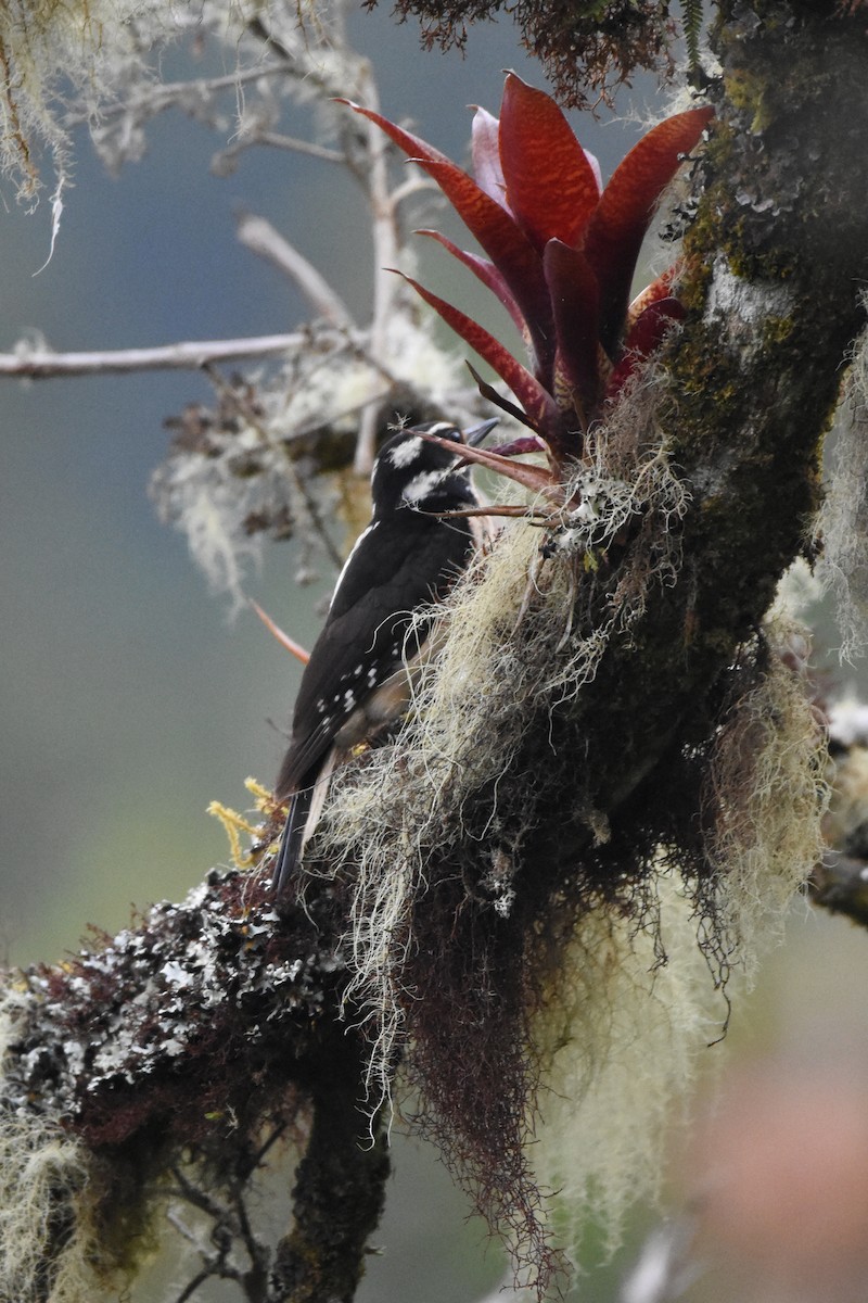Hairy Woodpecker (Costa Rican) - ML80603871