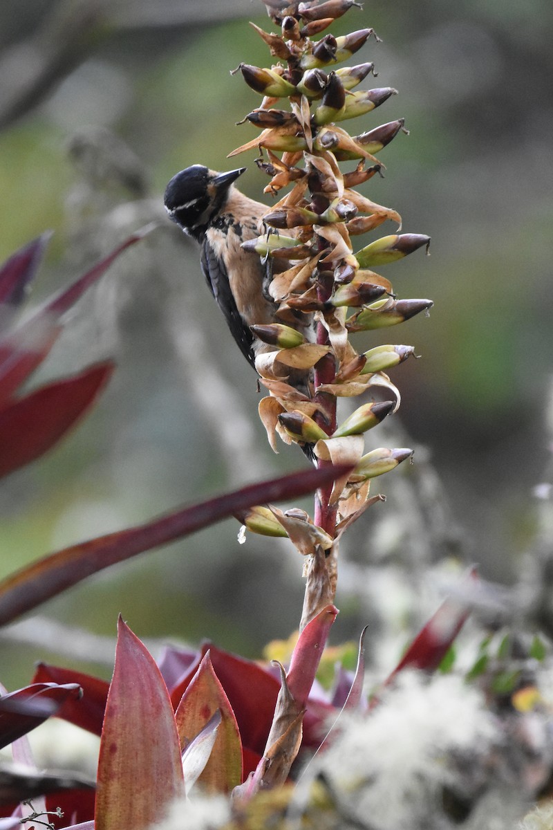Hairy Woodpecker (Costa Rican) - ML80603881