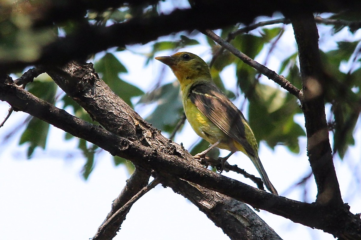 Western Tanager - ML80603971