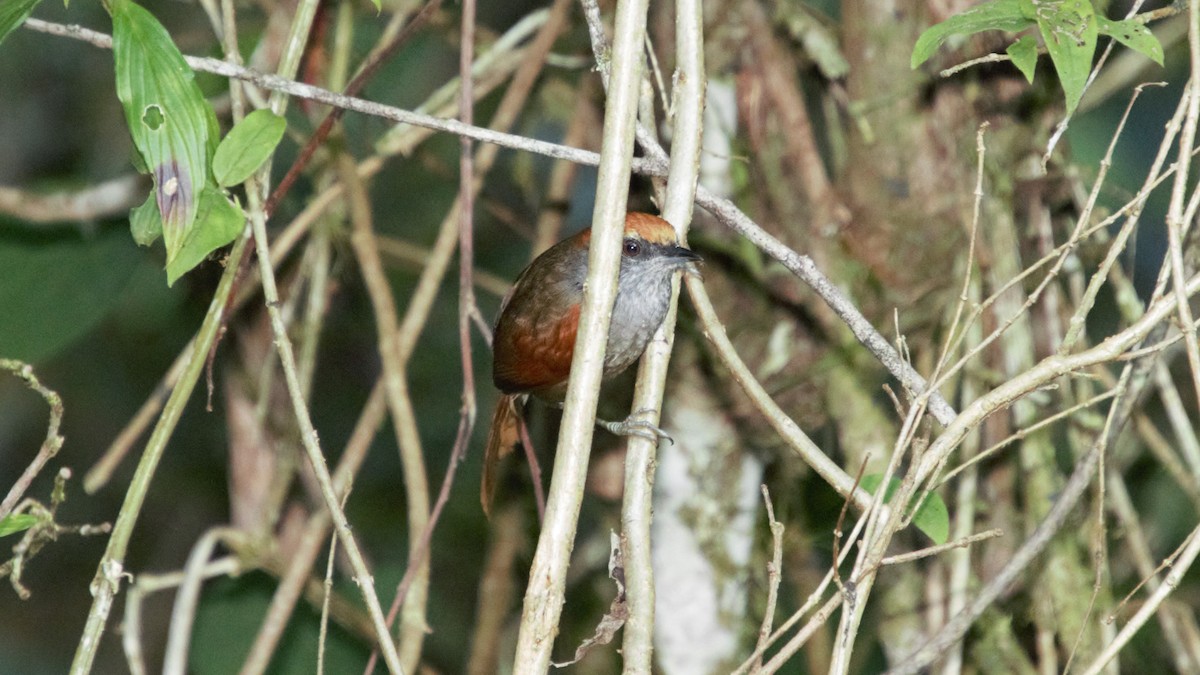 Rufous-capped Spinetail - ML80604011
