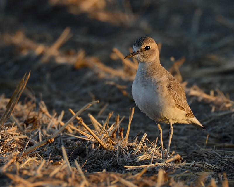 Mountain Plover - Malcolm Gold