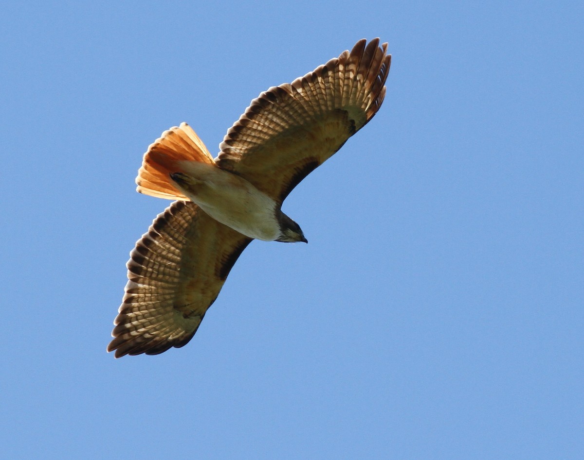 Red-tailed Hawk - Georges Duriaux