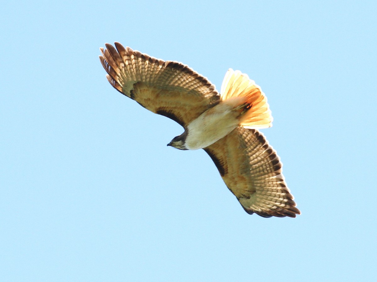 Red-tailed Hawk - ML80605531