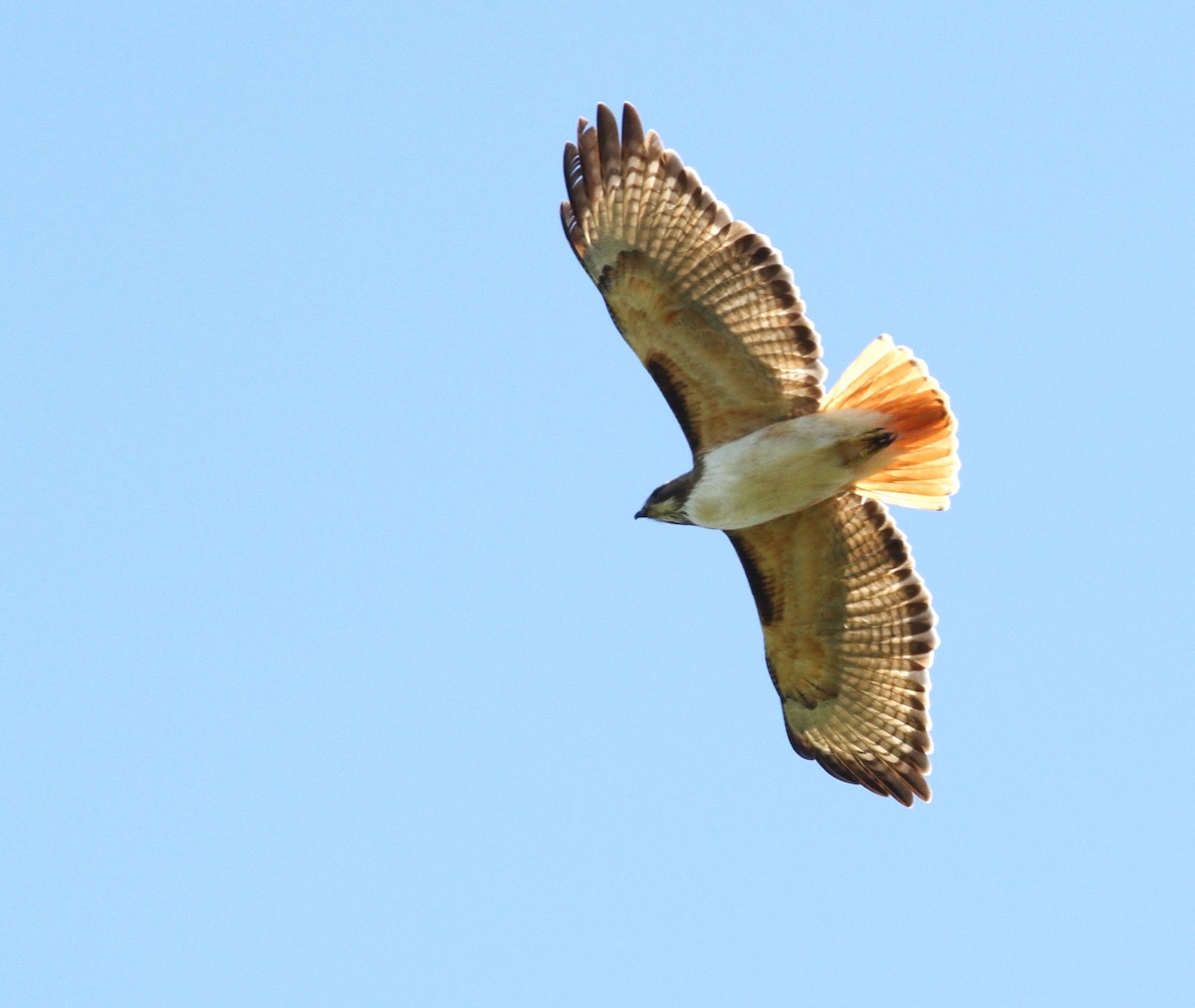 Red-tailed Hawk - ML80605541