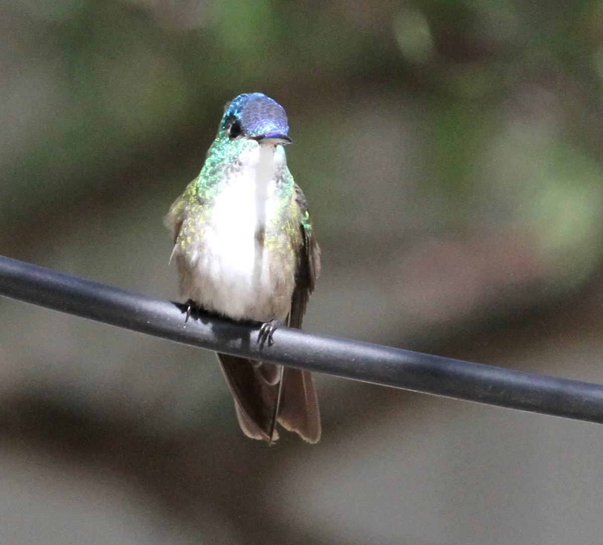 Azure-crowned Hummingbird - Georges Duriaux