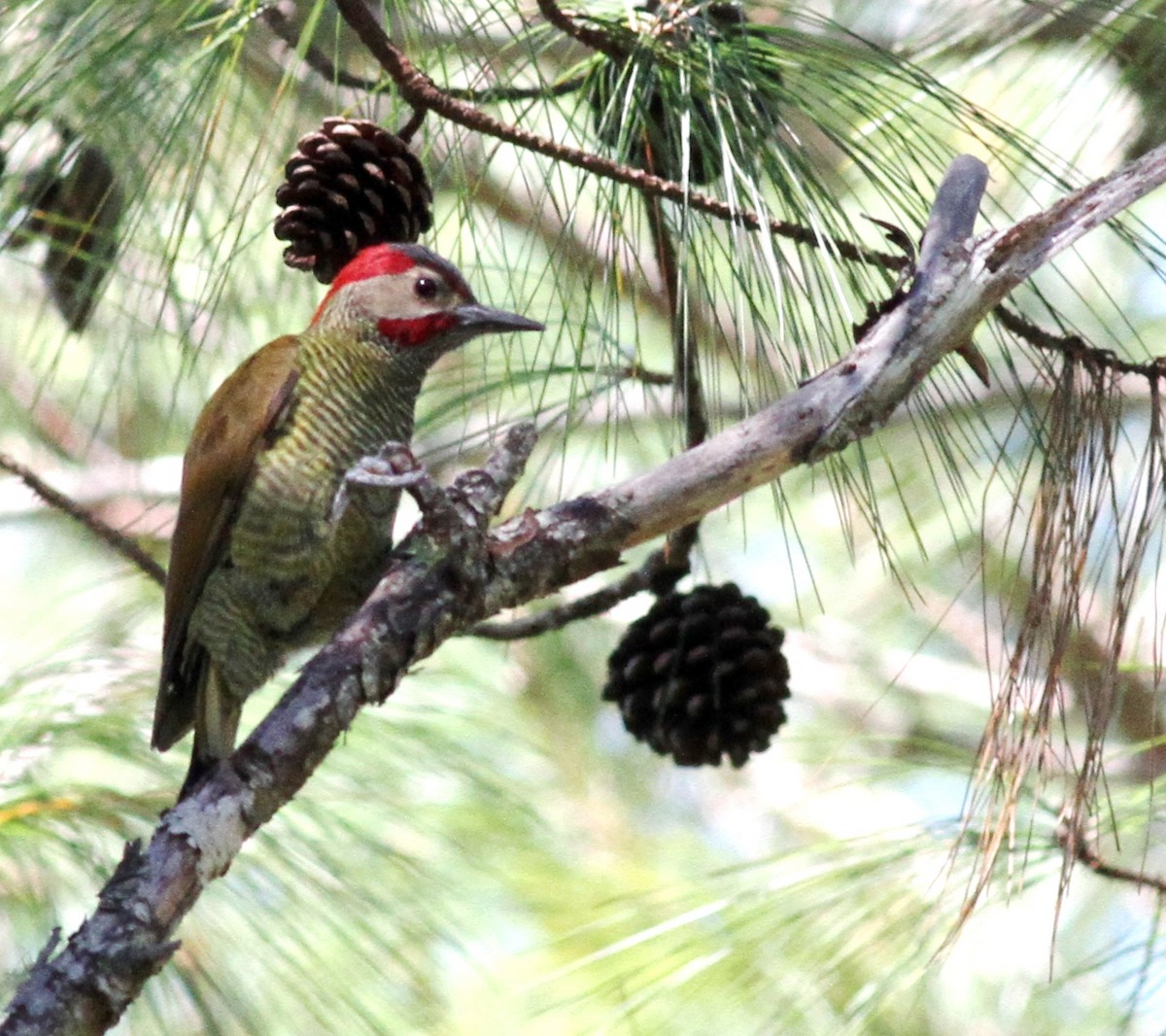 Golden-olive Woodpecker - ML80605851