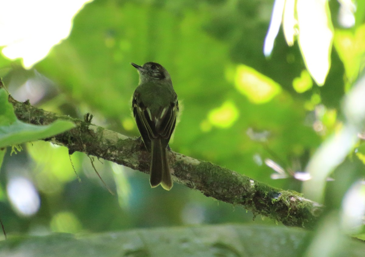 Sepia-capped Flycatcher - ML80606091