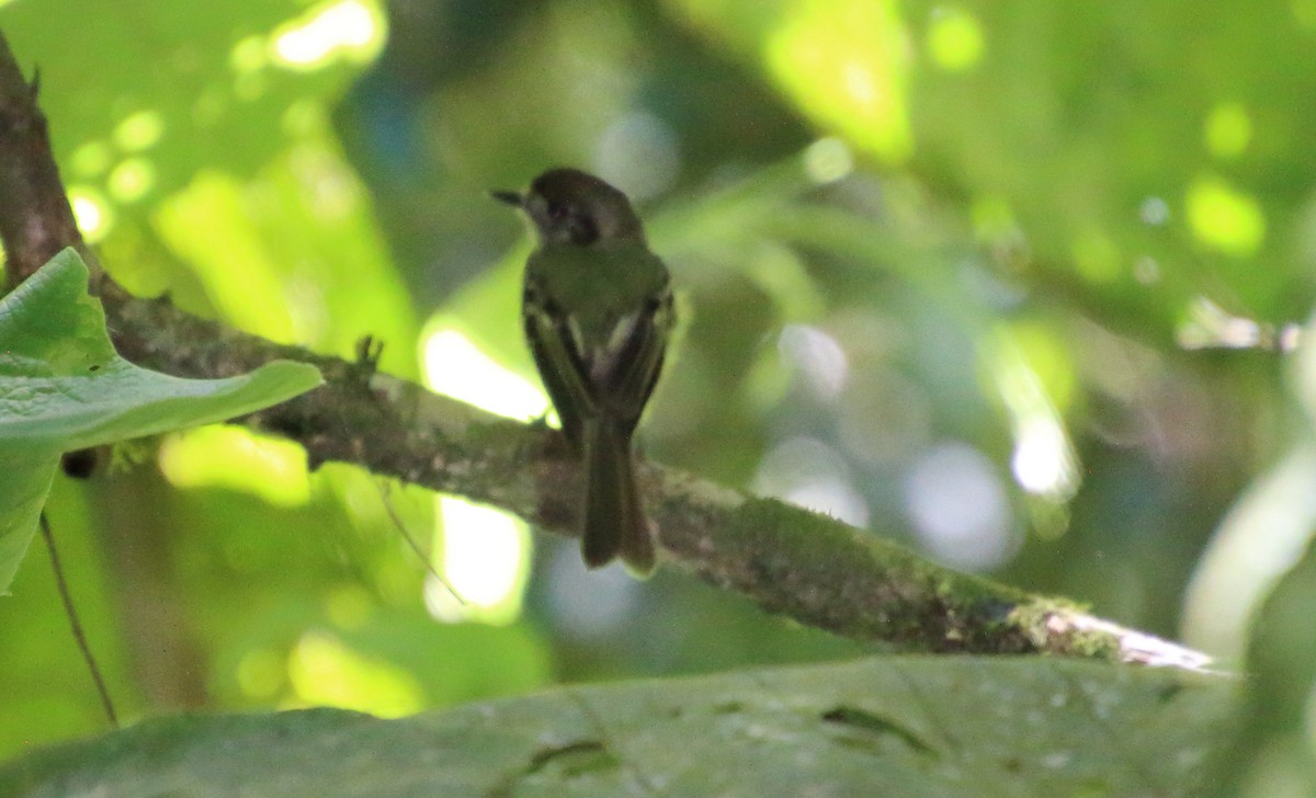 Sepia-capped Flycatcher - ML80606101