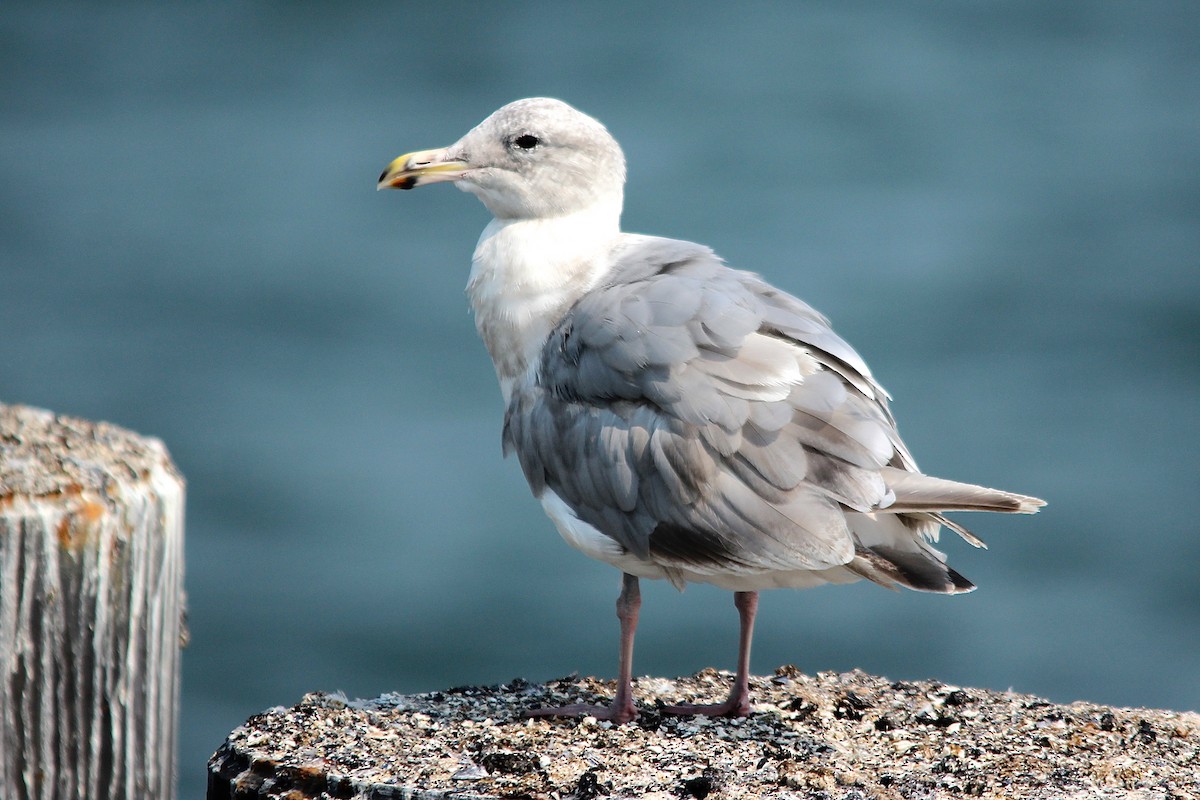 Glaucous-winged Gull - Benjamin Hack
